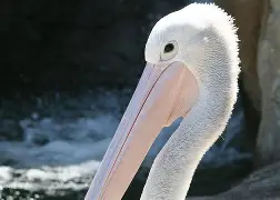 伊萨克预测纽卡斯尔主帅飞奔-ewc在线平台